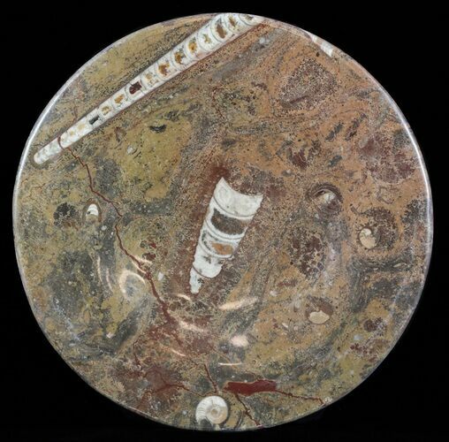 / Fossil Orthoceras & Goniatite Plate - Stoneware #58556